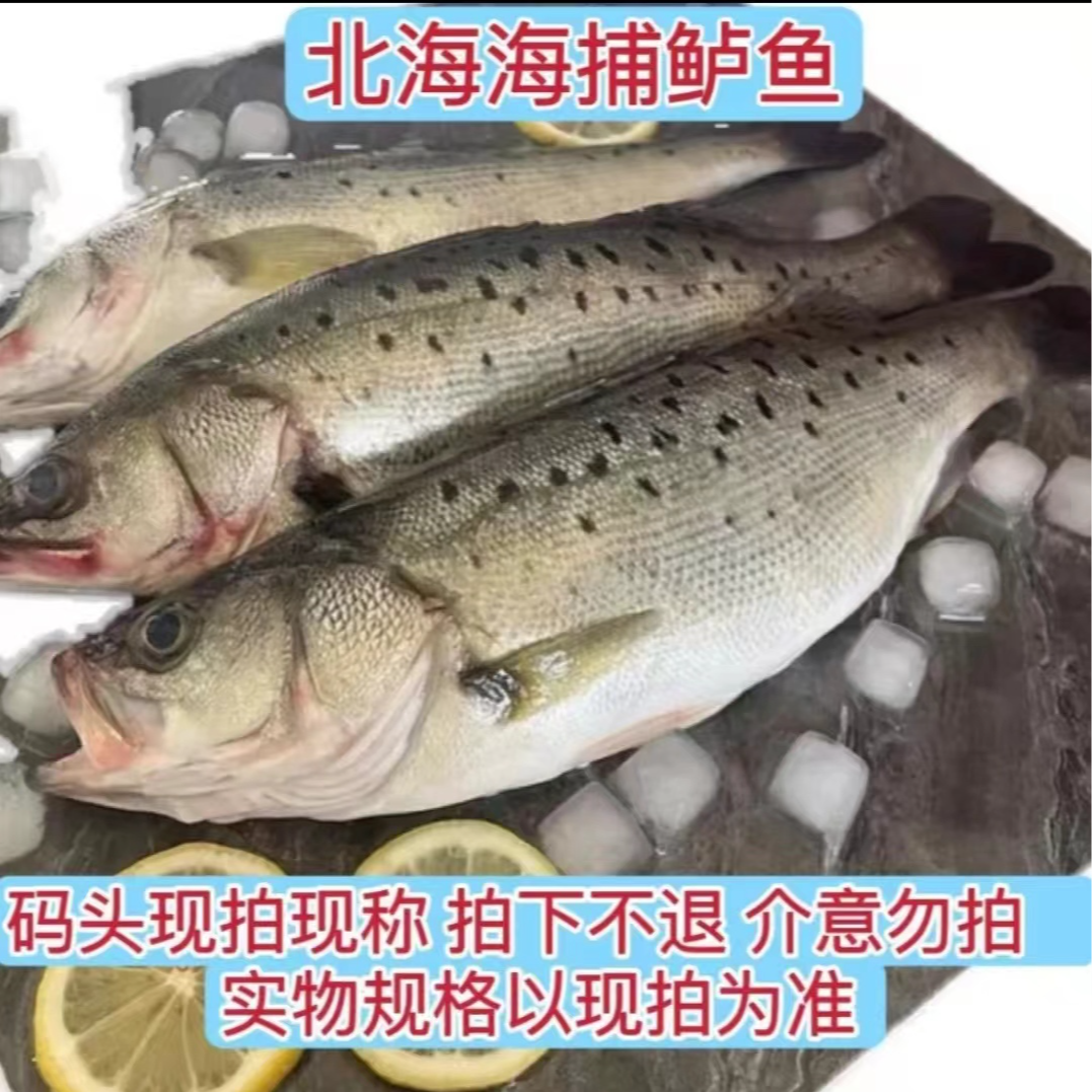 北海海捕鲈鱼顺丰冷链发货