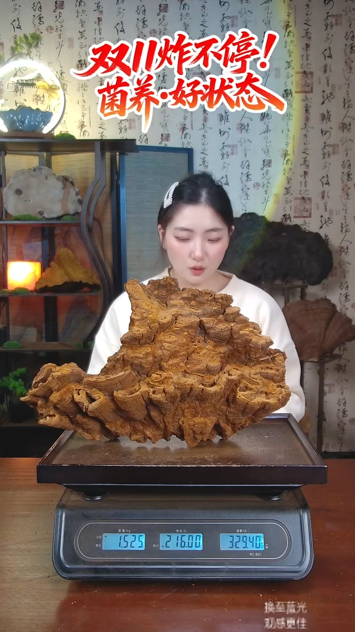 松针层孔菌中国大陆【藏区 野生】松树桑黄（3..04斤）30-40年份