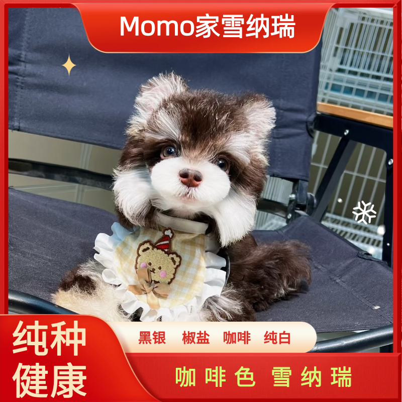 【Momo家雪纳瑞】咖啡色雪纳瑞幼犬宠物活体小狗全款链接