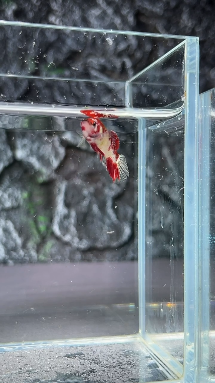 斗鱼竞拍链接A048