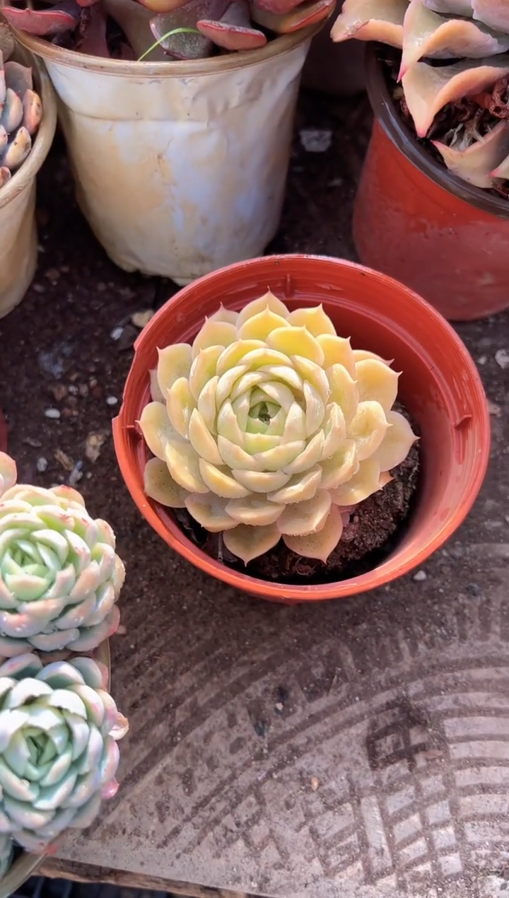 敏*多肉植物一物一拍09210