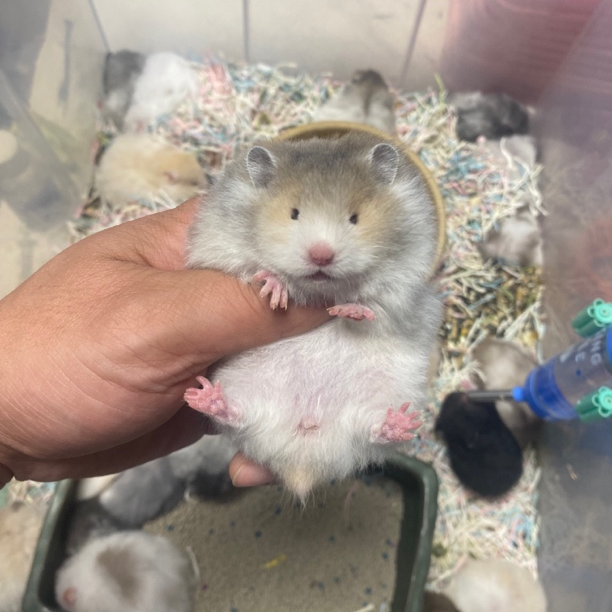 黑波利蜜波利蓝波利巧克力波利肉桂波利黄波利火波利家养宠物仓鼠