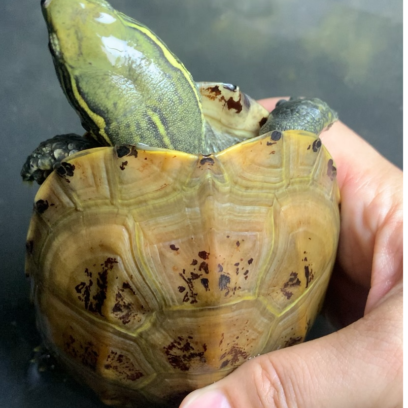 直播选龟专用链接！