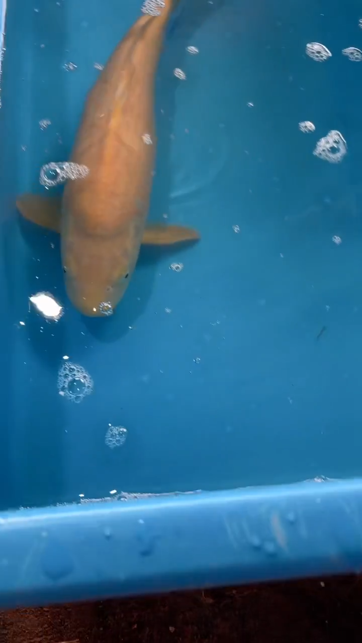 锦鲤太饱锦鲤36cm-48cm不包邮到付具体尺寸和品类以直播间为准