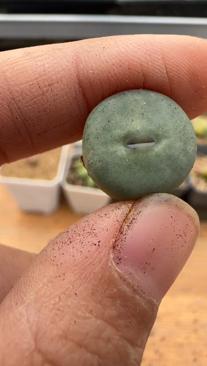 【闪购商品】18-62