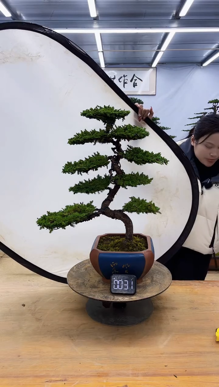 【闪购商品】高端盆景一物一拍，所见即所得