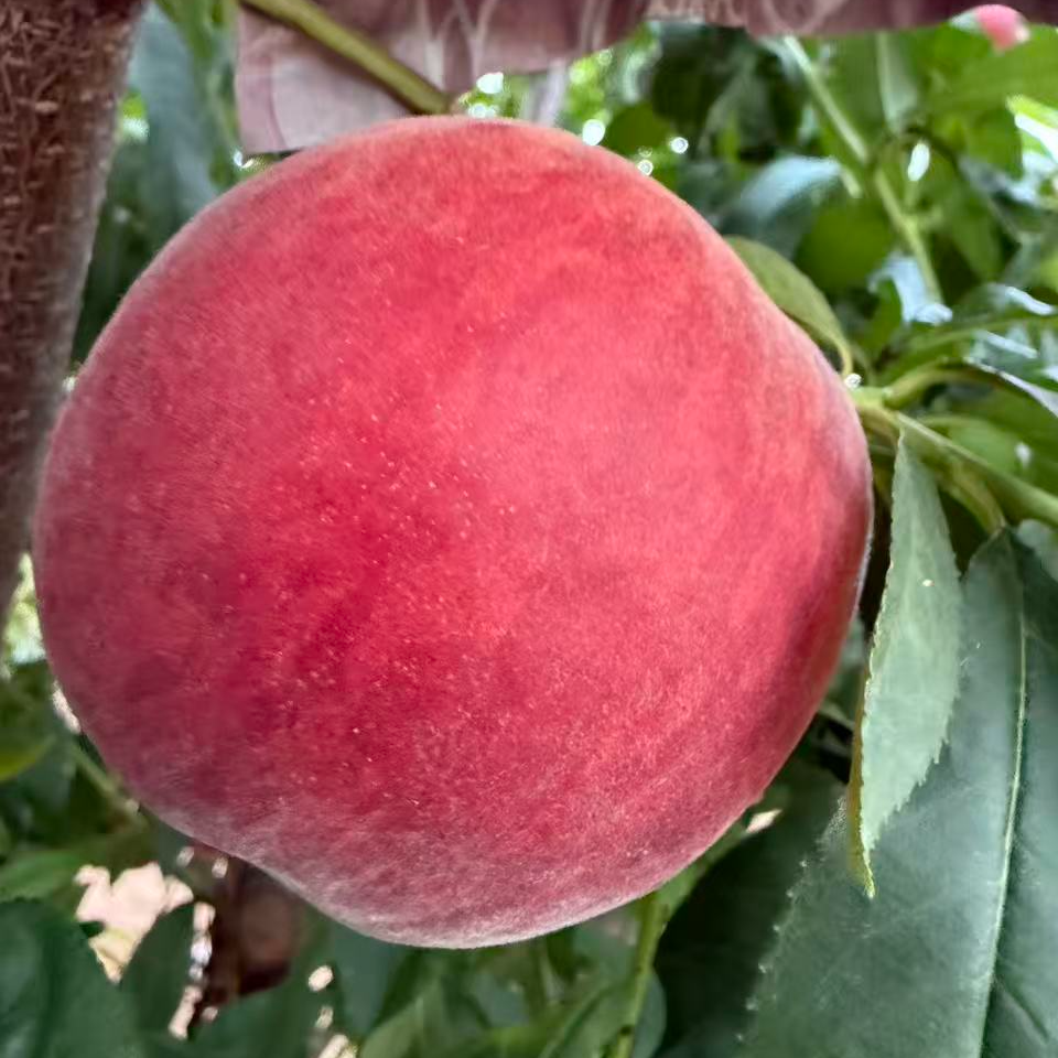 新品种桃苗，黄香，不包活