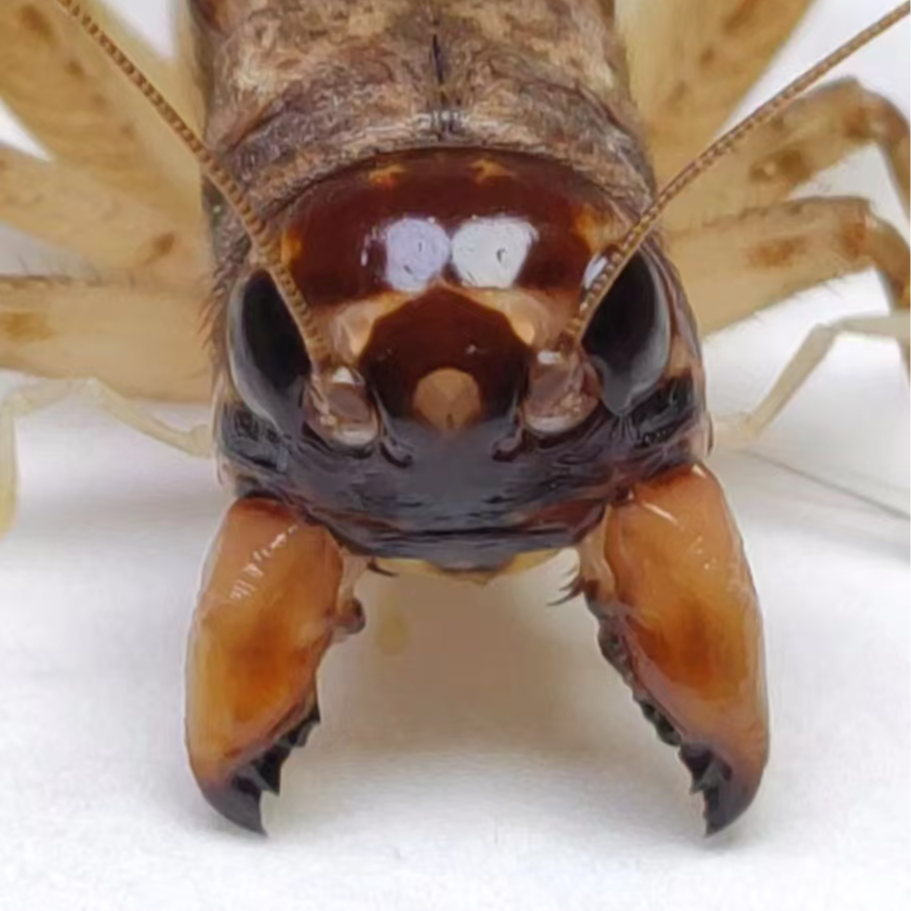 周君周君黄蜂蟋蟀黄蛐蛐