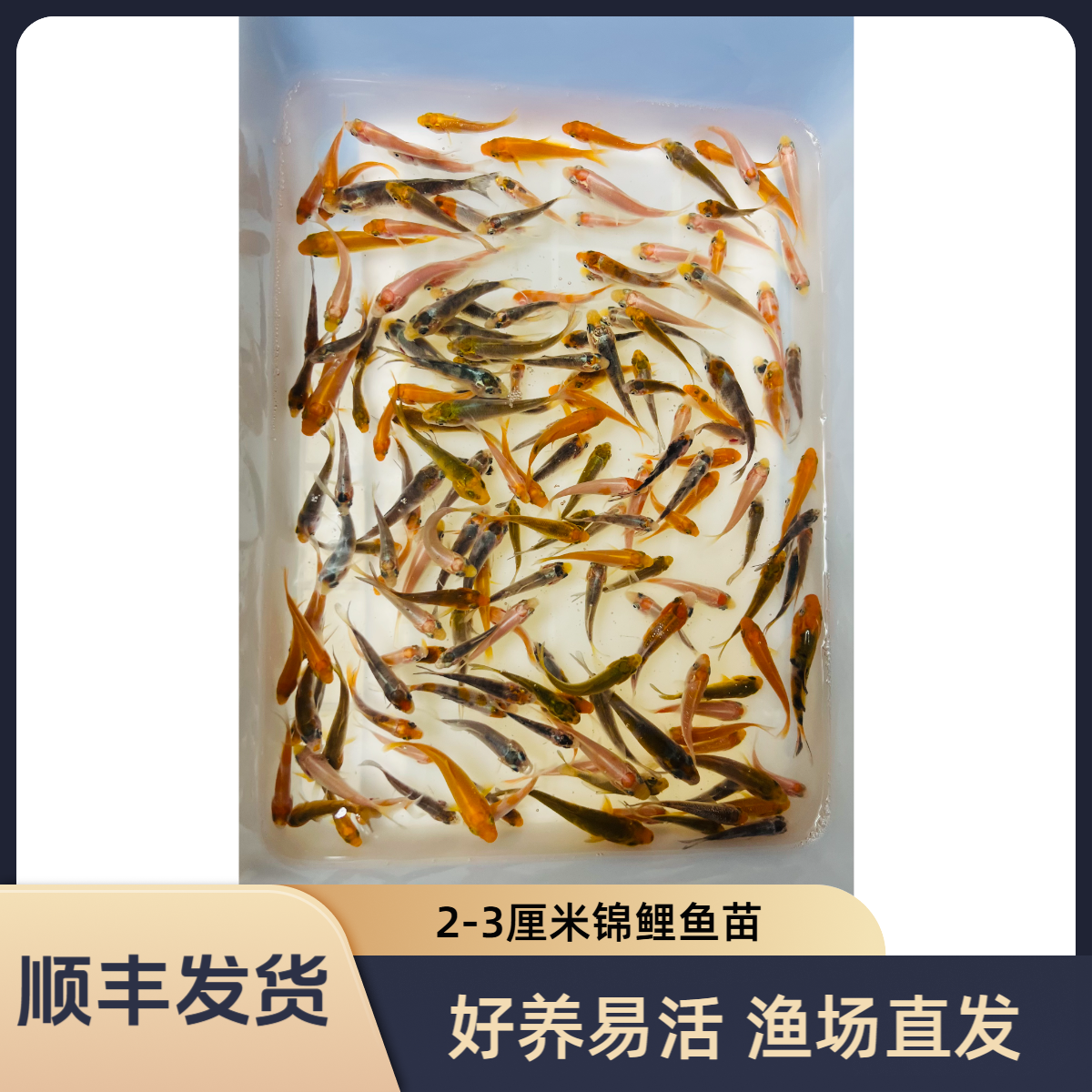 血统锦鲤鱼苗2-3厘米红白大正昭和单色鲤混搭桌面水景【顺丰发货】