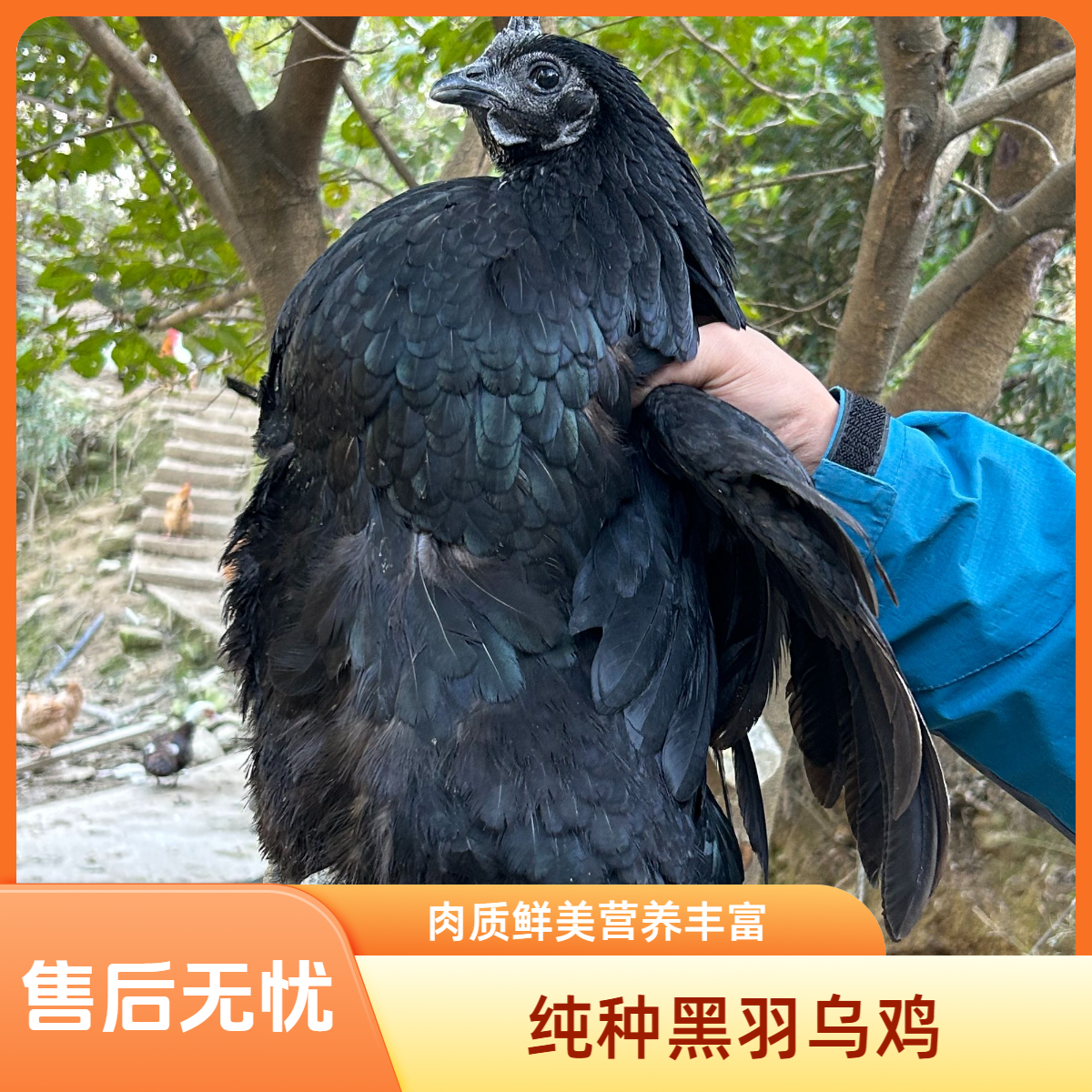 正宗山林散养五黑鸡2.8-4斤现抓现杀顺丰冷链上门