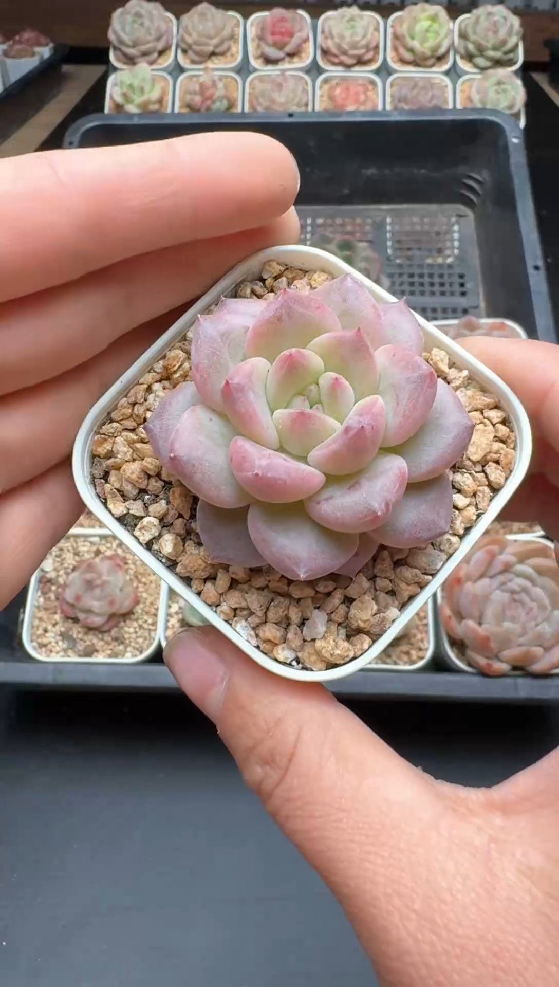 【闪购商品】316号一物一拍珍妮多肉花卉植物3颗起发