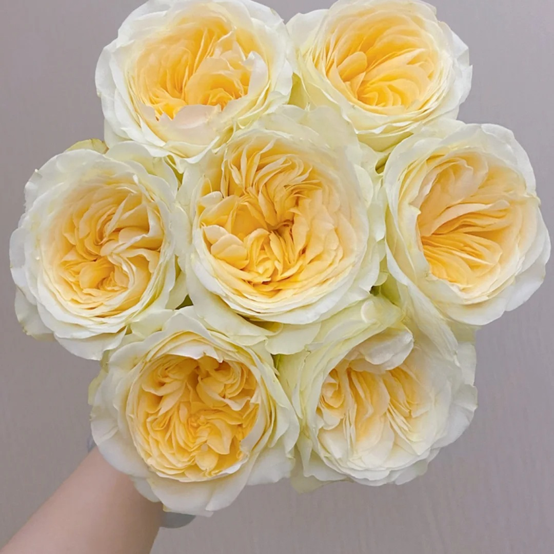 【源头优选】奶油杯单头玫瑰/元旦预热-任意2单鲜花包邮升级快递