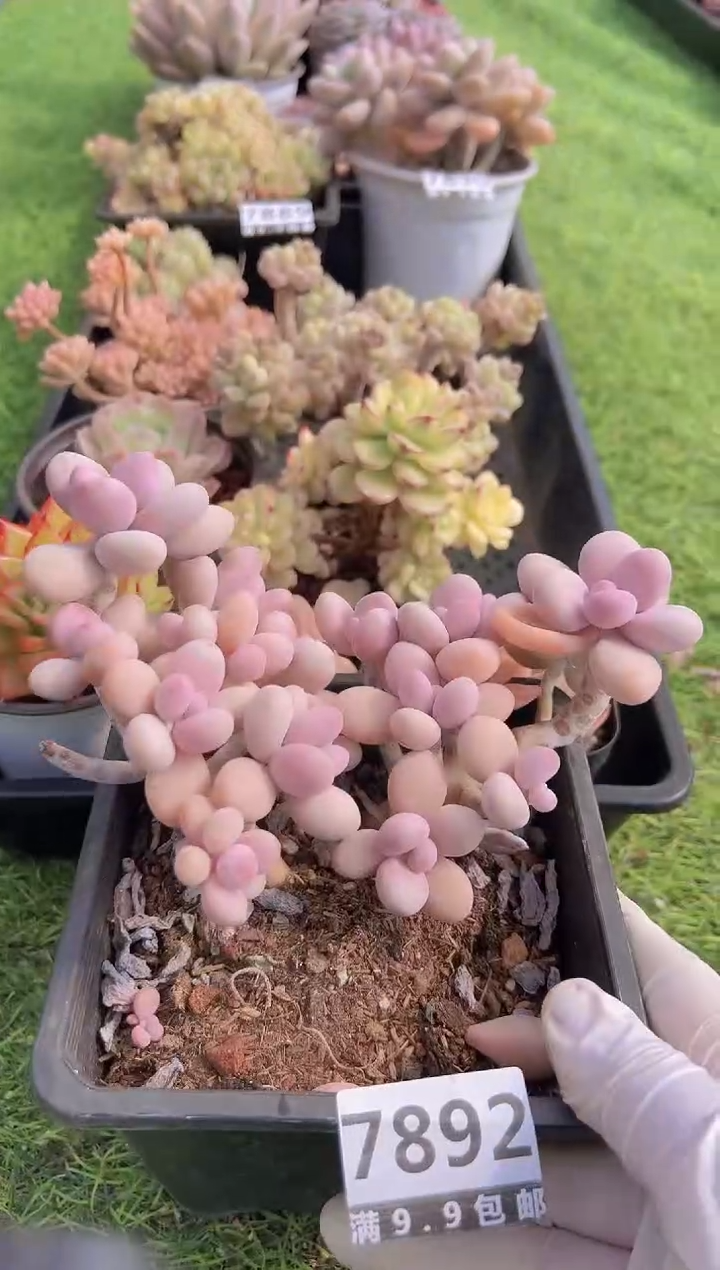 【闪购商品】信福多肉一物一拍