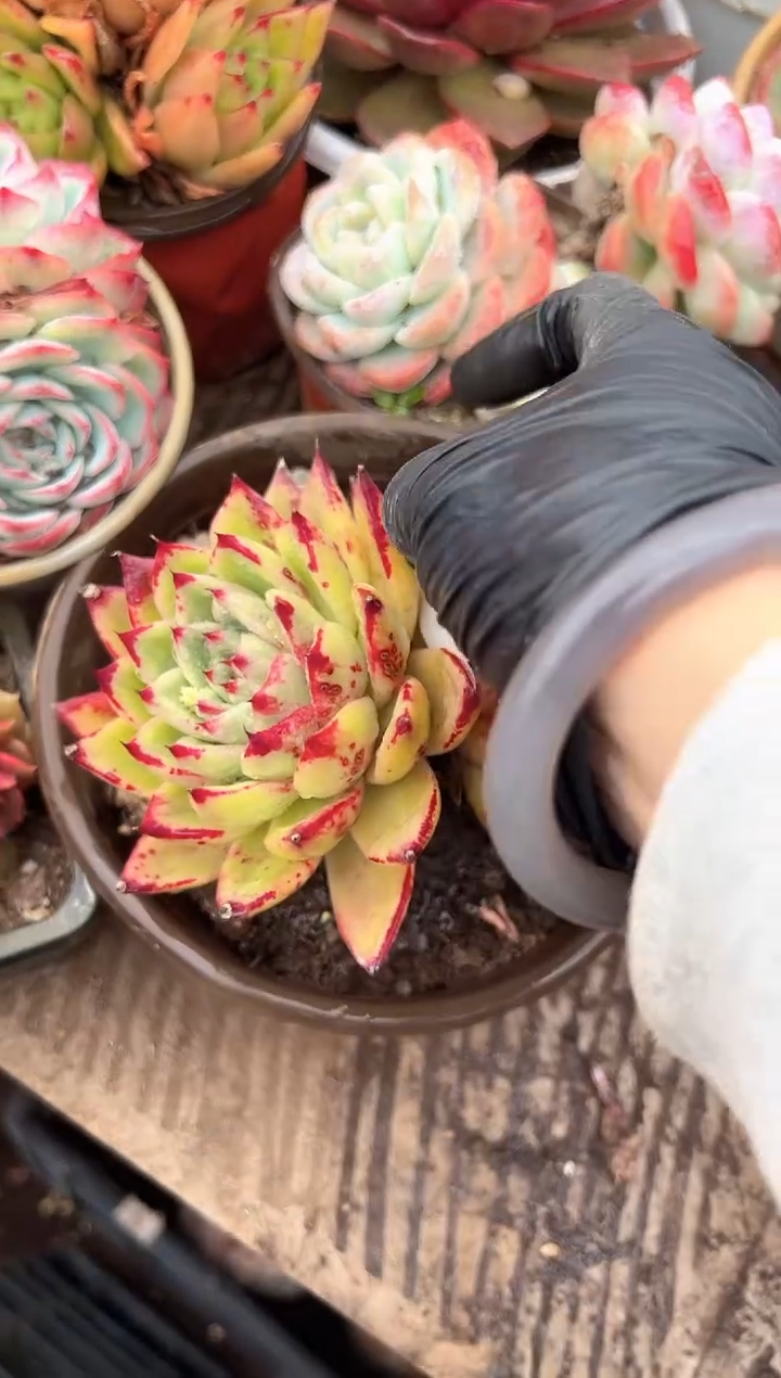 爱**?多肉植物一物一拍23277