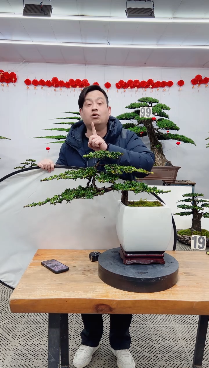 【闪购商品】盆景盆景