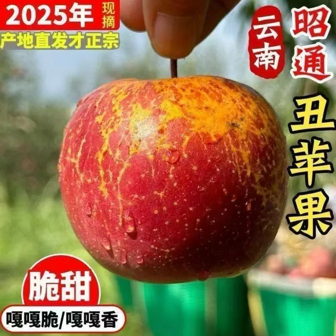 助农丑苹果云南昭通冰糖心丑苹果新鲜现摘脆甜多汁水果