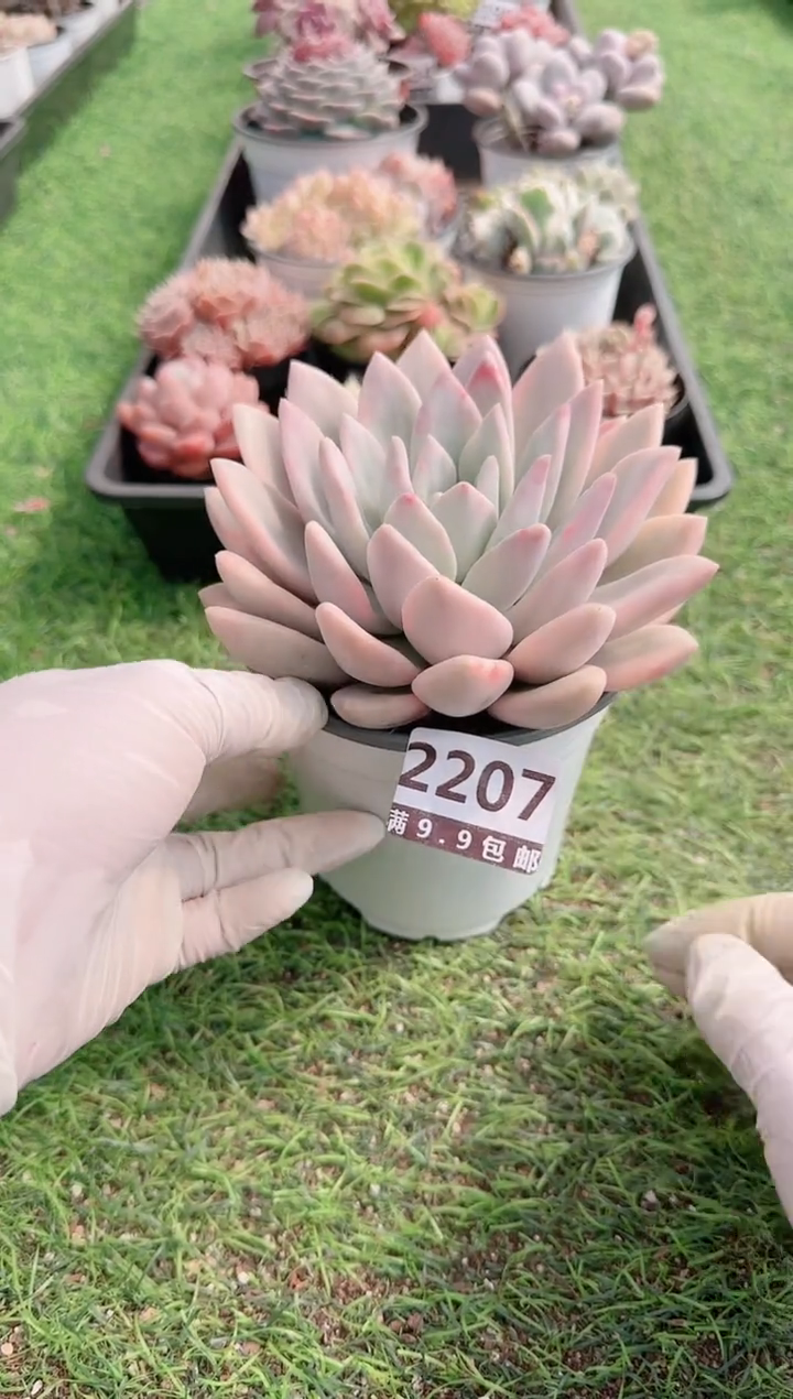 【闪购商品】信服多肉一物一拍