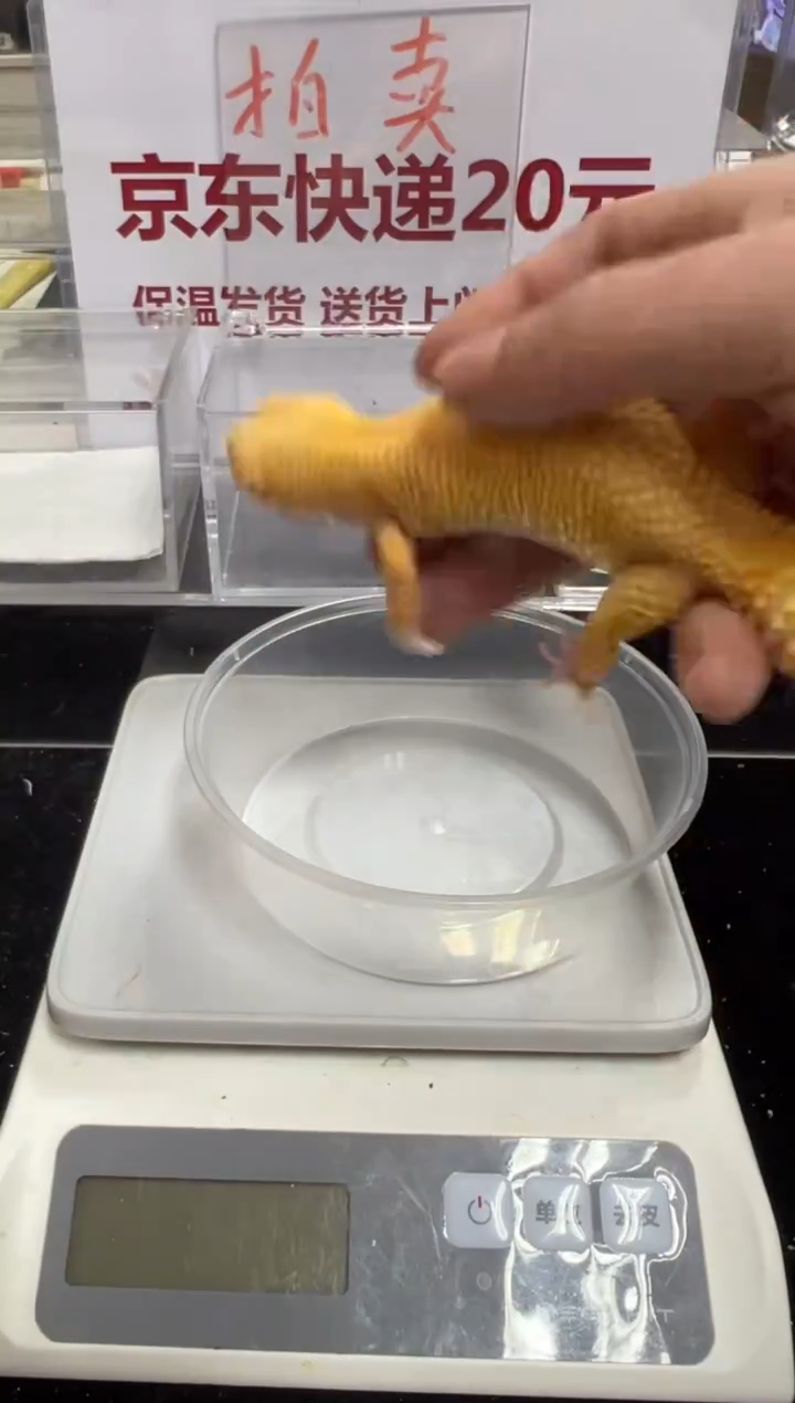 豹纹守宫00000000000000