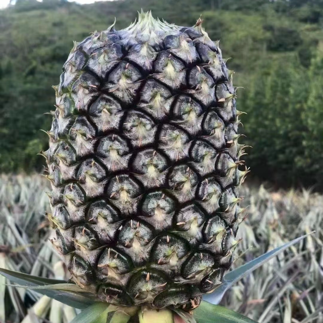 潮汕本地圆墩菠萝 高山甜菠萝菠萝金菠萝广东省