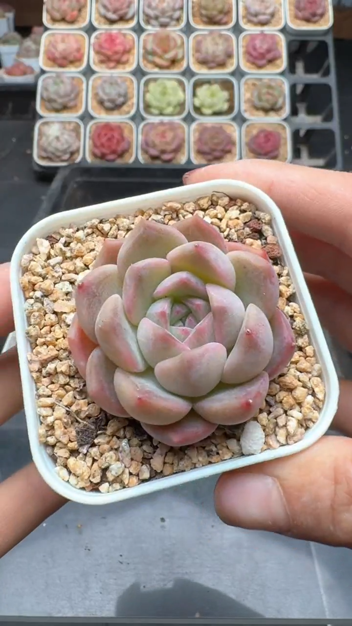 【闪购商品】926号珍妮多肉一物一拍3单包邮