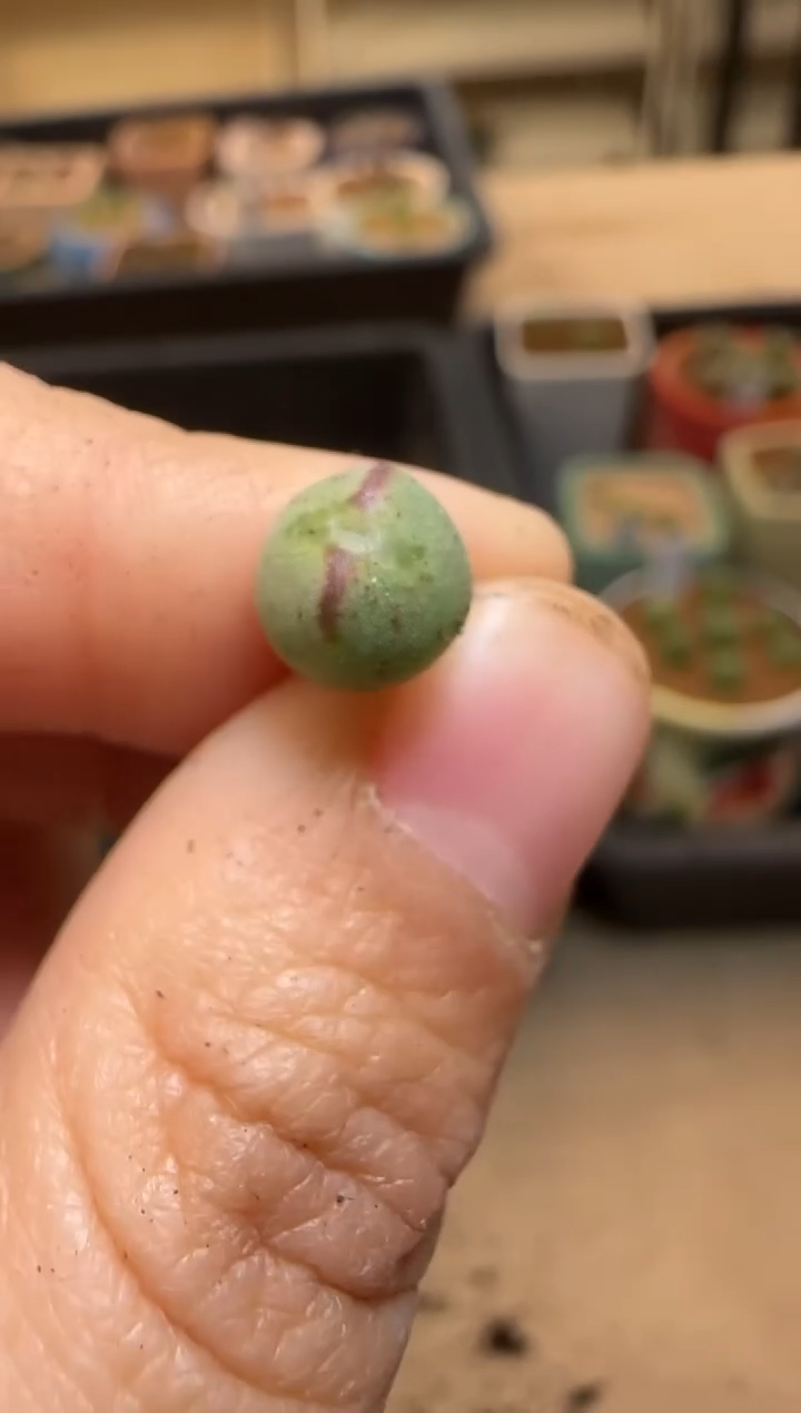 【闪购商品】7---7