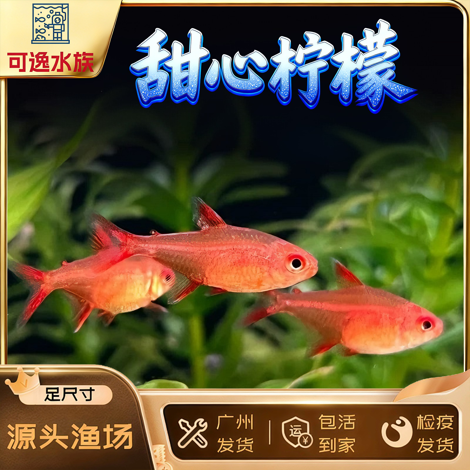 甜心柠檬鱼 小型观赏鱼热带鱼灯科鱼群游皮实好养耐活