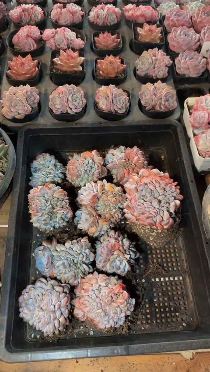 梦雪缀化（8-11cm）脱土