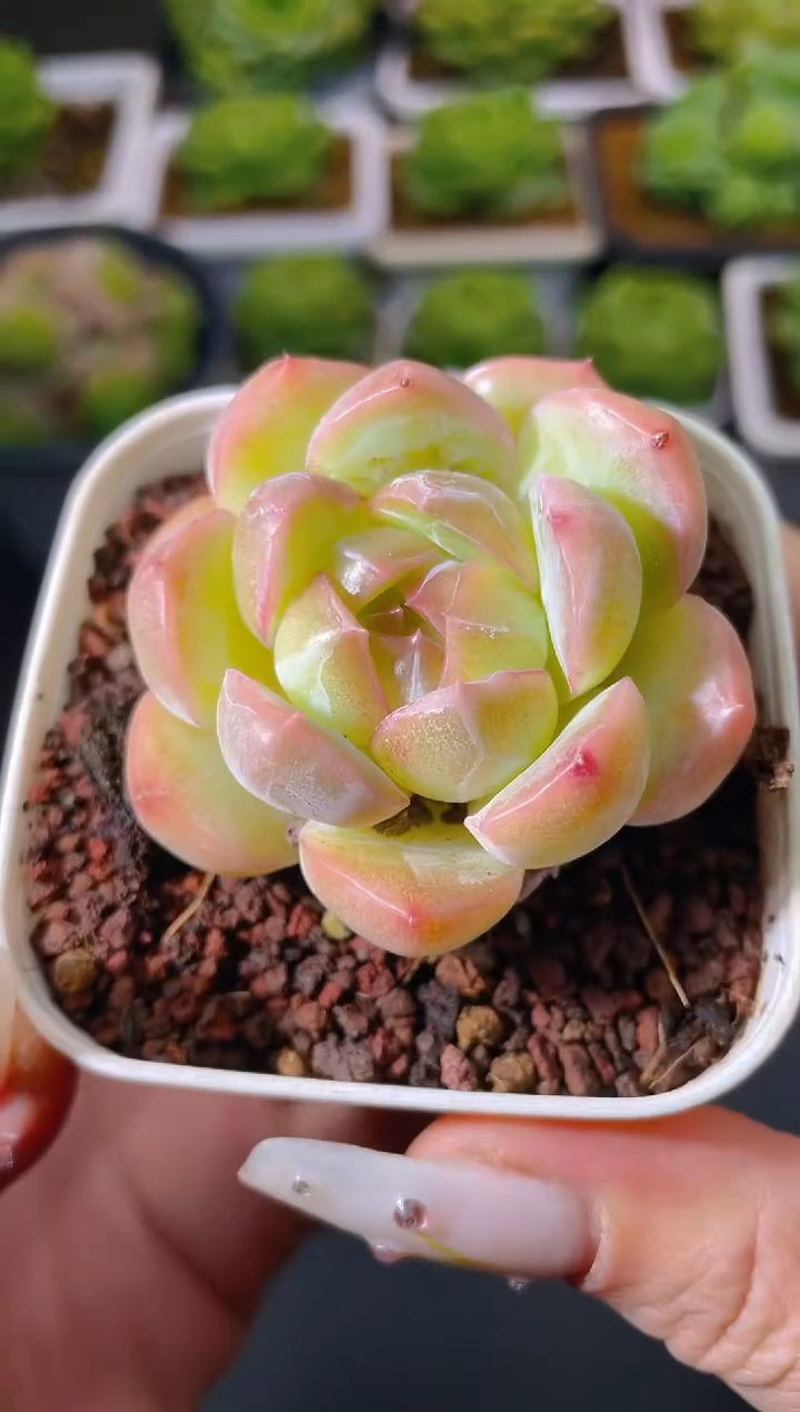 005小福神量拍发一颗