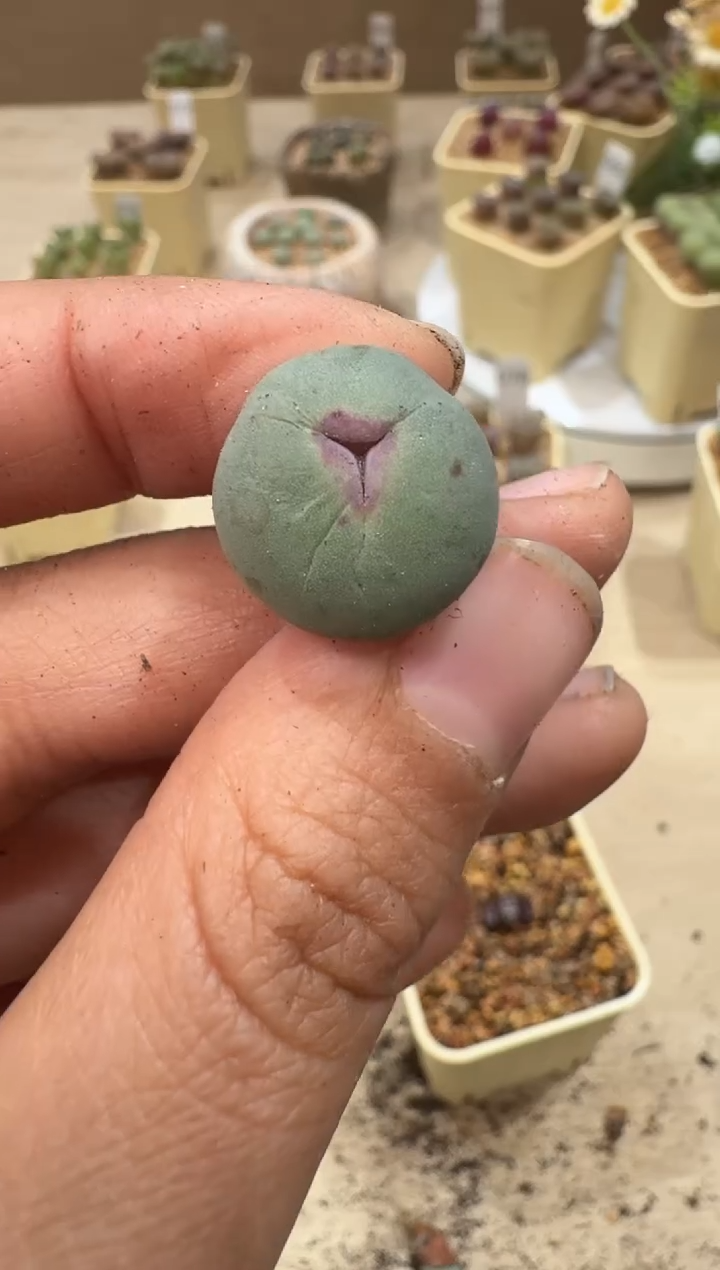 涓****）26-39多肉植物肉锥DOWS