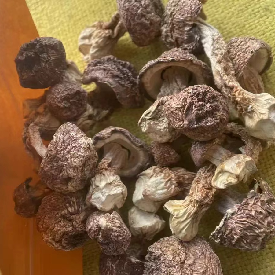 高山 农家 姬松茸