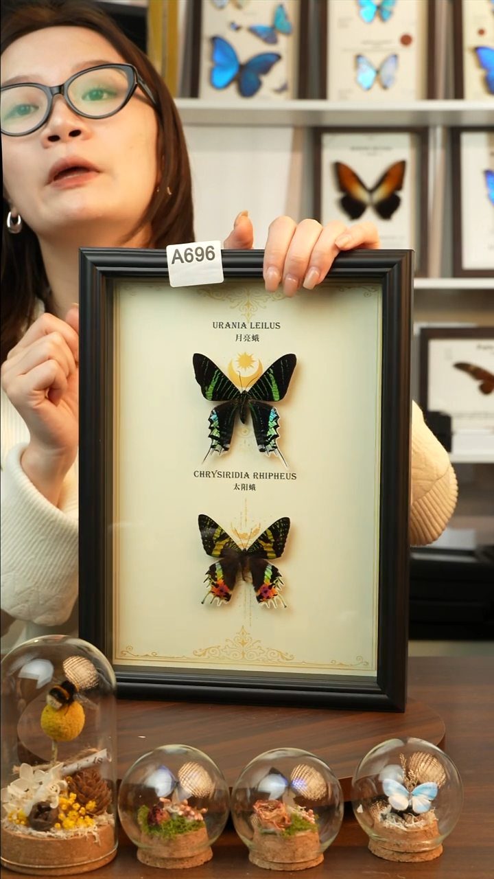 太阳蛾+月亮蛾双蝶组合款A4欧式黑框A696