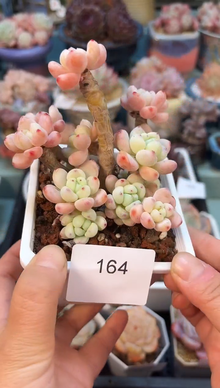 164群生小罗琦多肉