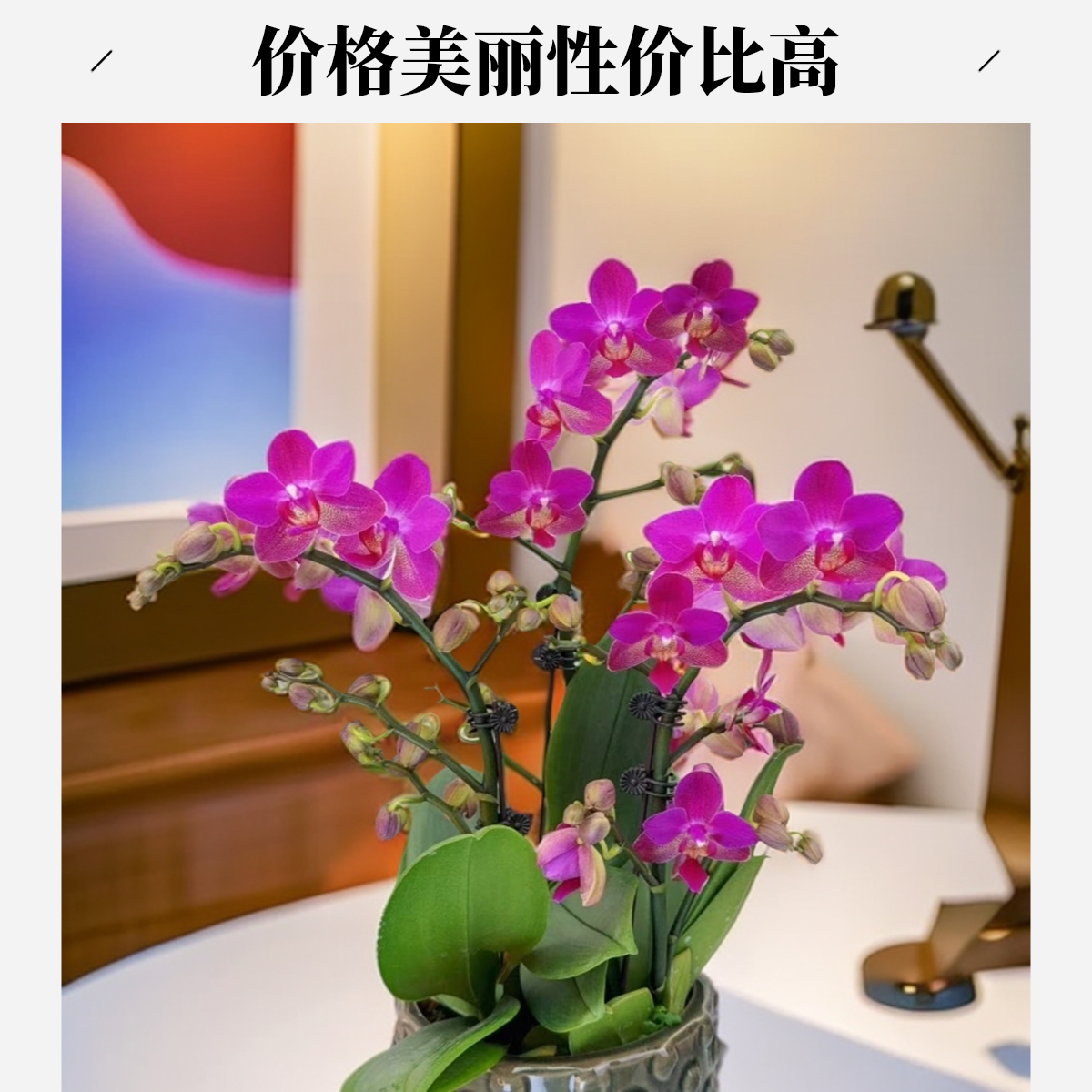 02【胭脂】精美蝴蝶兰室内花卉（满园春)