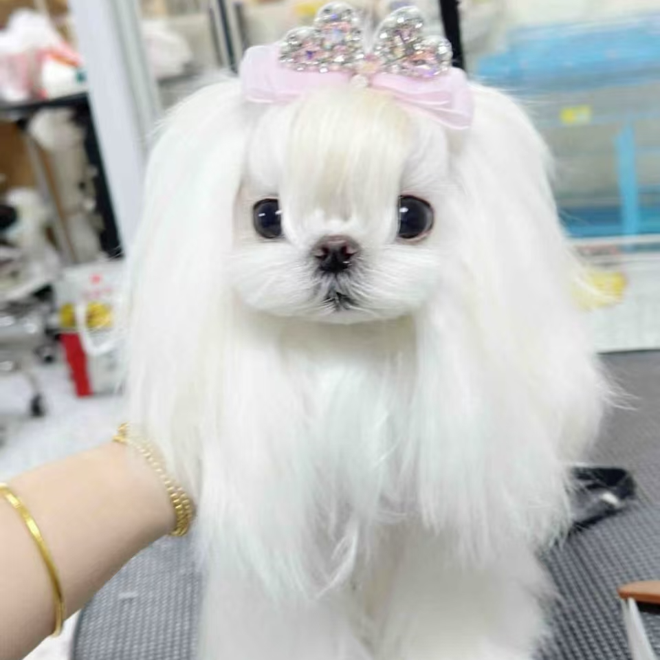 【深圳马尔济斯之家】精品马尔济斯狗狗链接