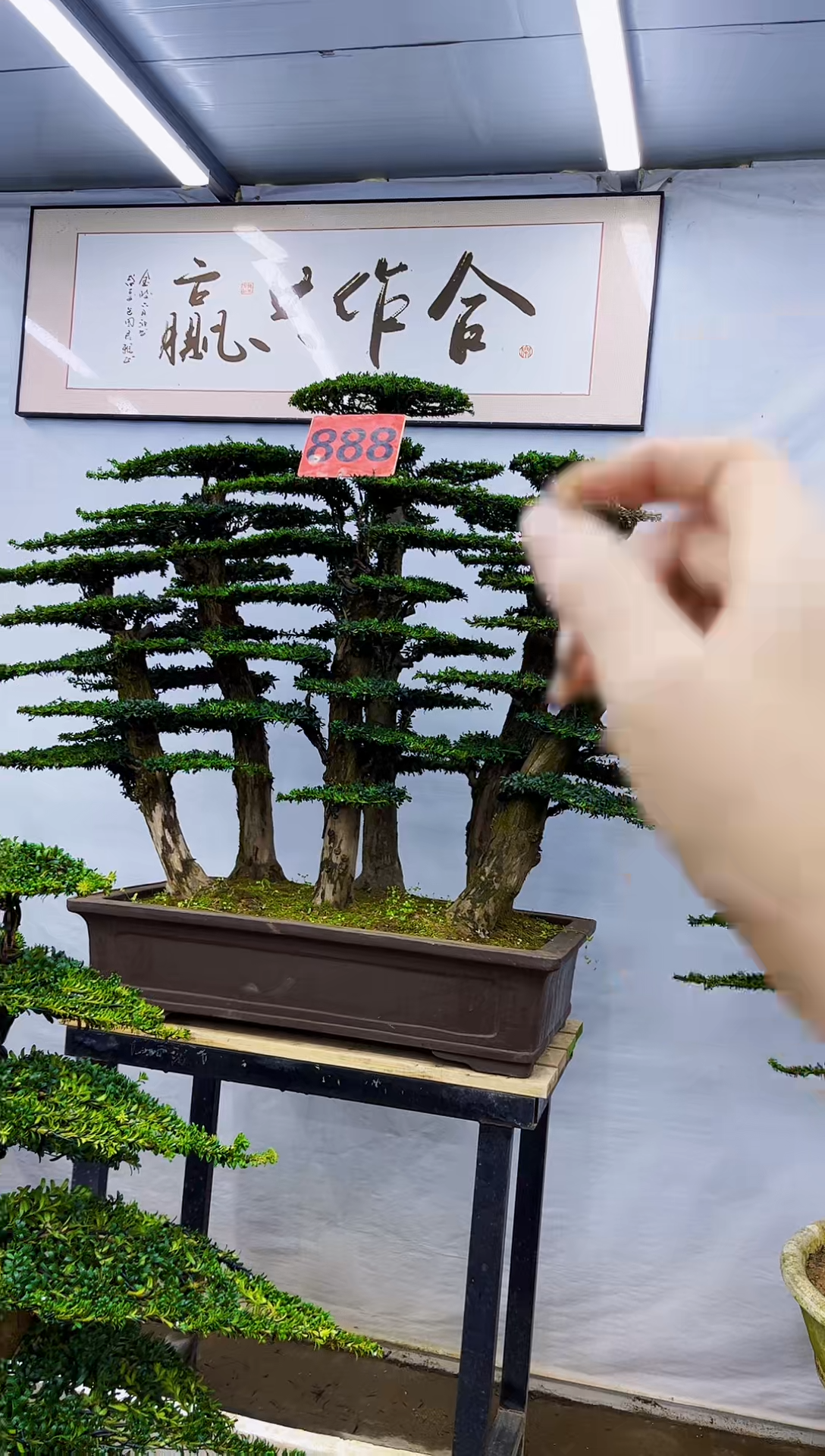 无花朵9****3一物一拍，所见即所得