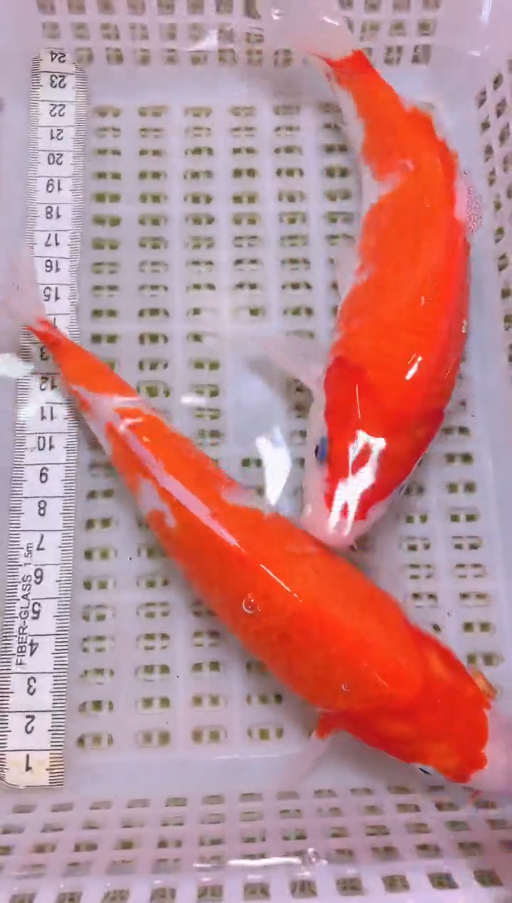 锦鲤冷水观赏鱼全场包邮11