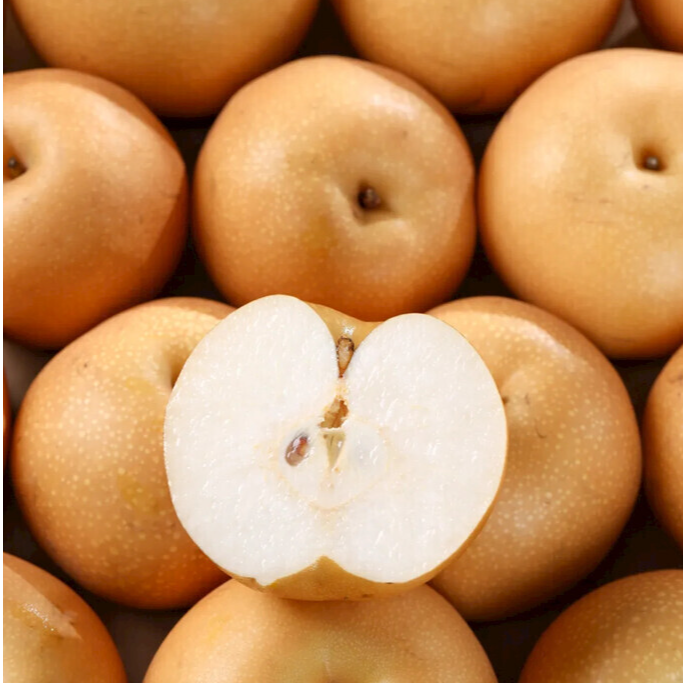 秋月梨1500g 脆甜多汁 当季新鲜水果产地直采