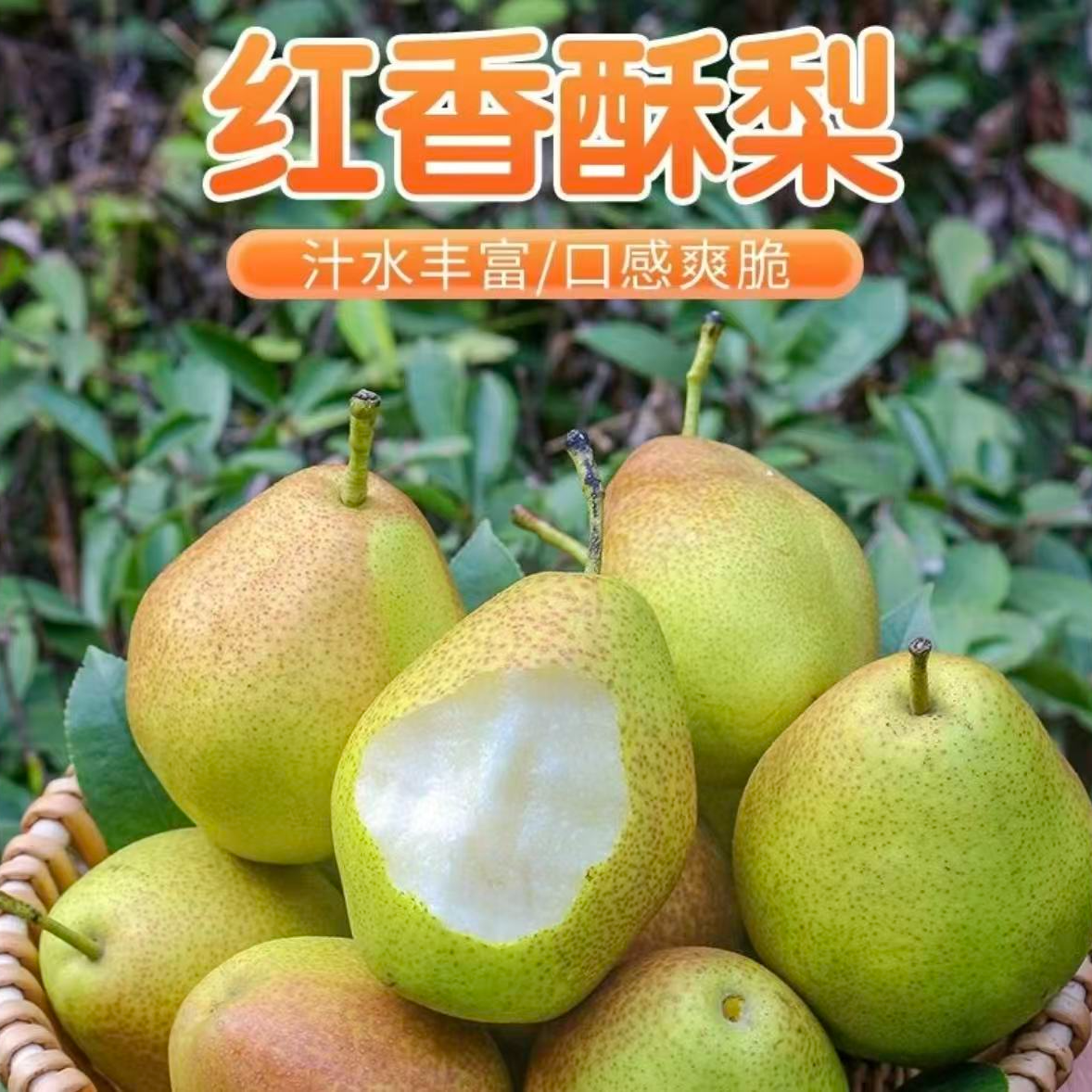 红香酥梨脆甜多汁细腻无渣新鲜水果产地直发