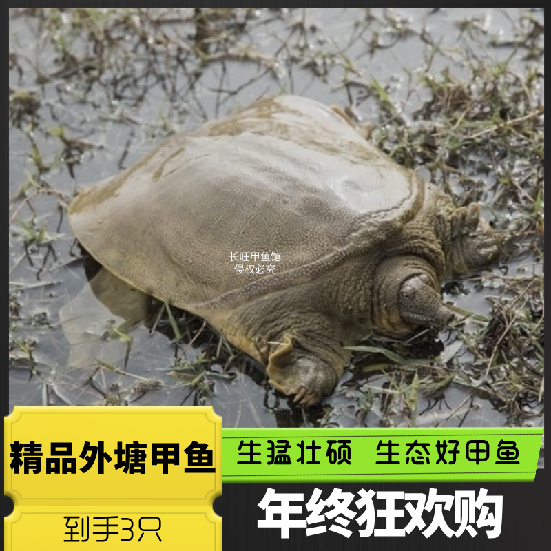 【外塘散养甲鱼4只】生猛生态外塘甲鱼共6-7斤正宗外塘青背老甲鱼