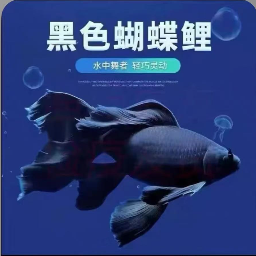 黑色蝴蝶鲤10-15台湾纯血纯种蝴蝶鲤（包邮，包活，包损）+鱼粮