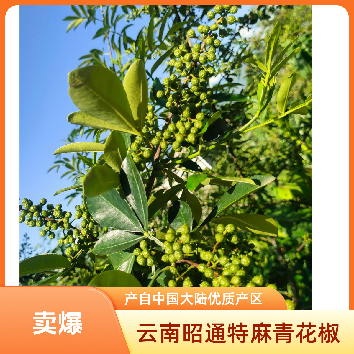 云南昭通特麻青花椒新鲜青麻椒木姜子木姜子树超麻胡椒树