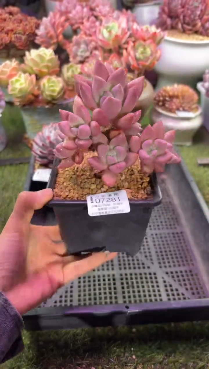 【闪购商品】07281