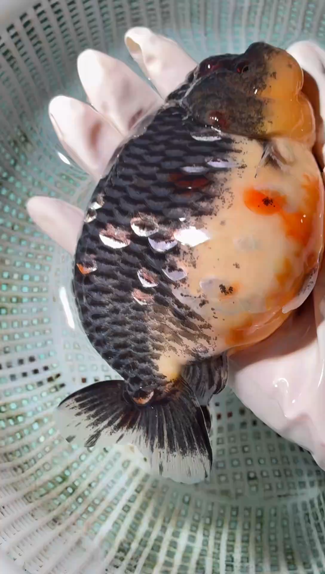 金鱼（运费到付，马印灯下展示）福州追鱼兰寿金鱼