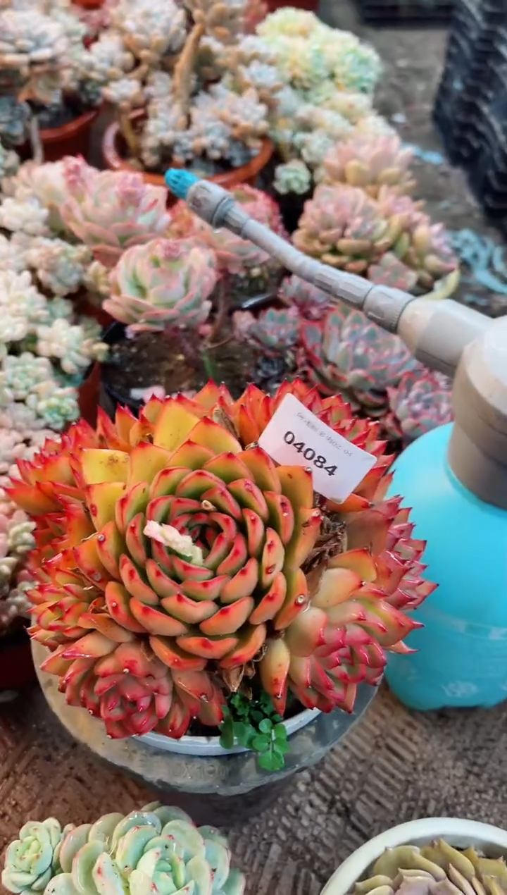 【闪购商品】04084