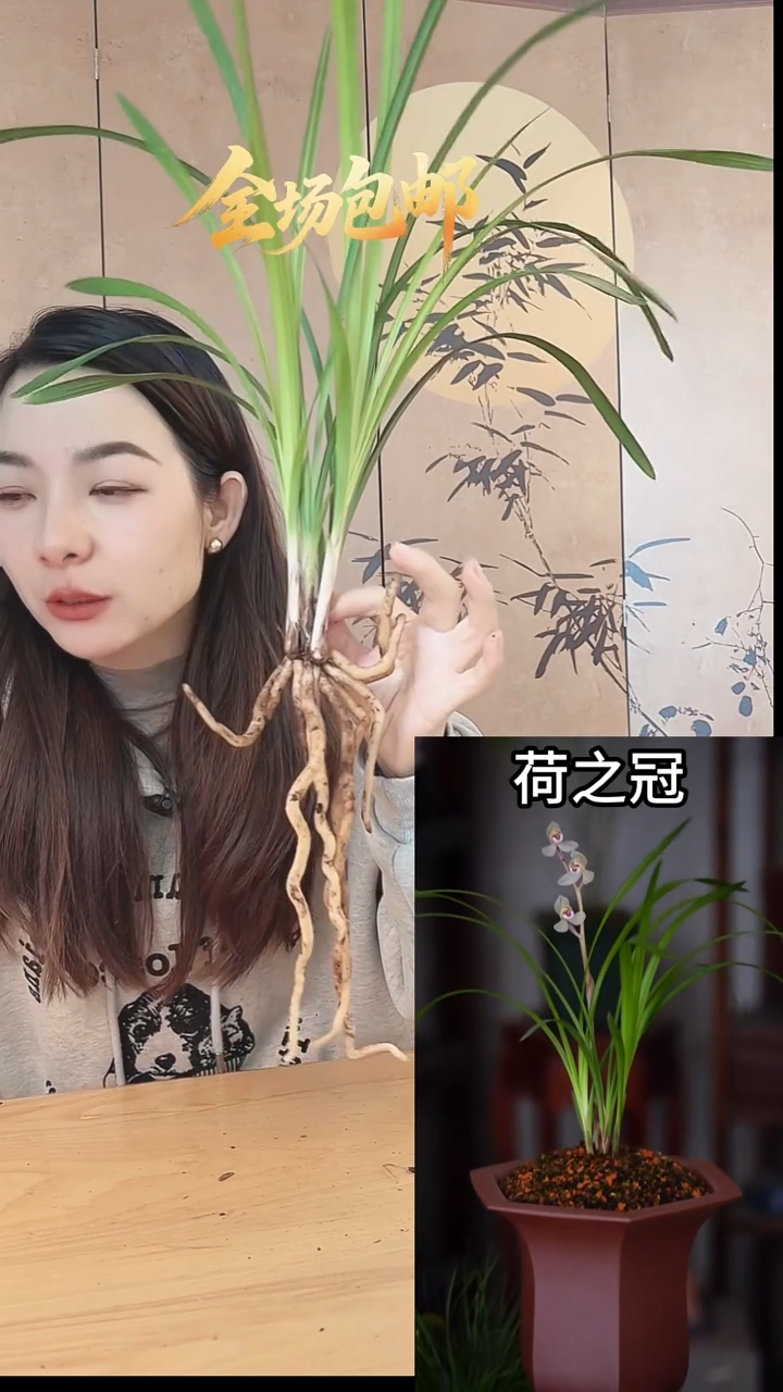 当前无花栽培后可以开花：荷之冠