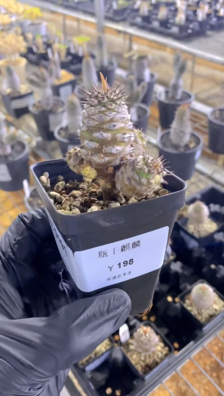 【闪购商品】瓶干麒麟FA-9191