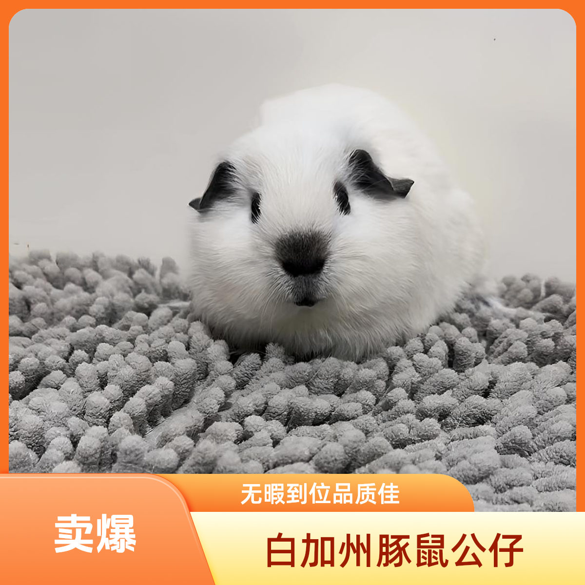 白加州荷兰猪豚鼠弟弟八黑到位无暇京东包邮