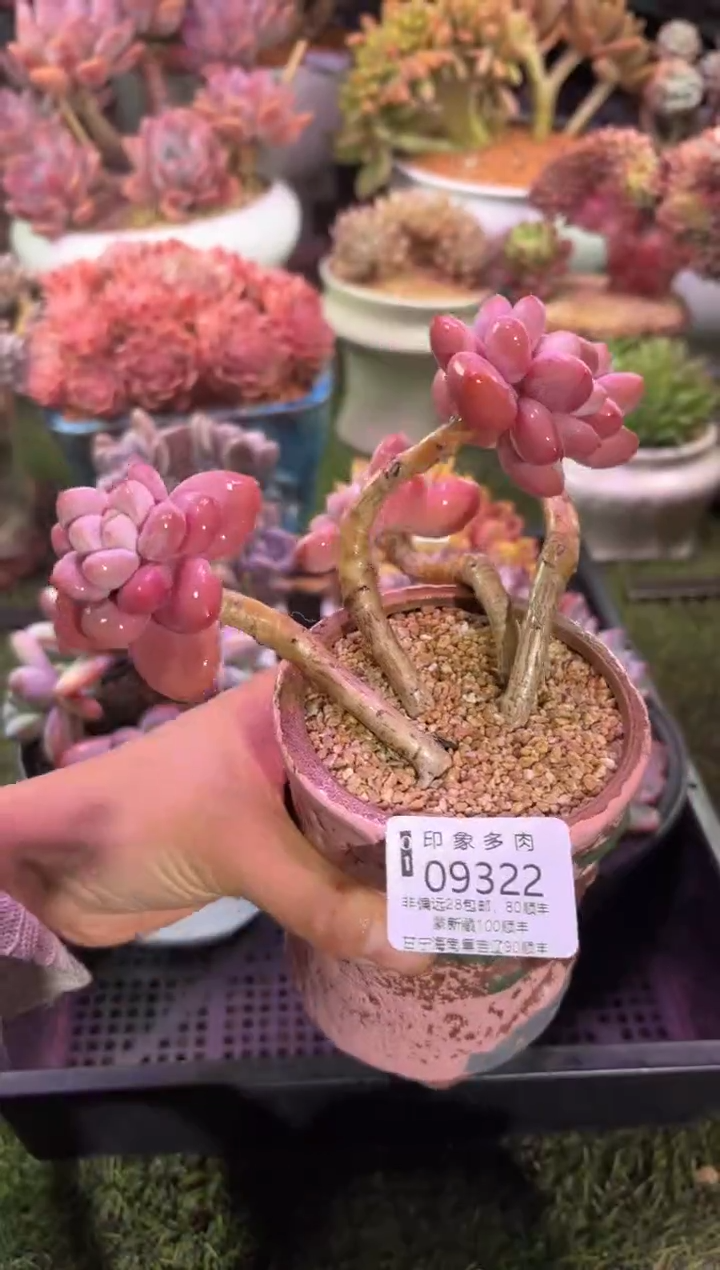 【闪购商品】09322