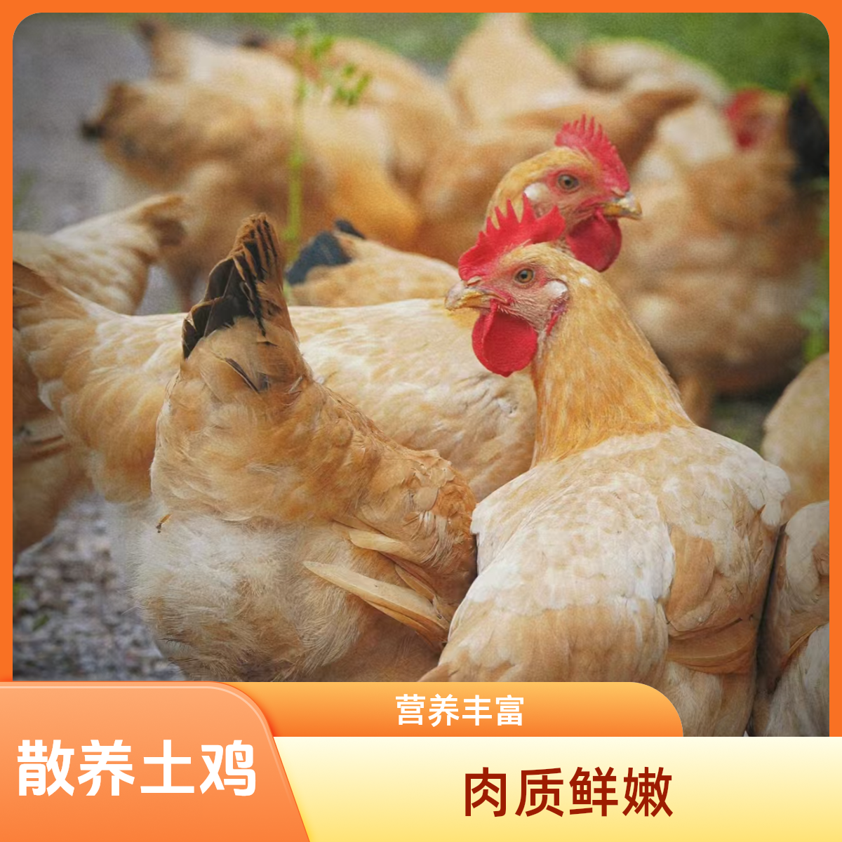 牧民散养老母鸡一年半土鸡民族师傅现宰净膛炖汤大盘鸡