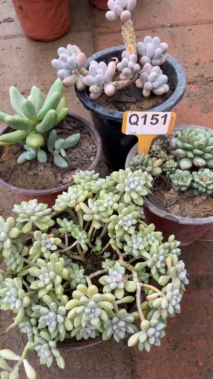 Q151多肉组合默认脱土发货